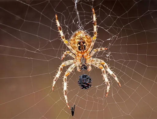 Dedetização de Aranhas em Guarujá