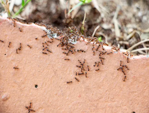 Dedetização de Formigas em Osasco