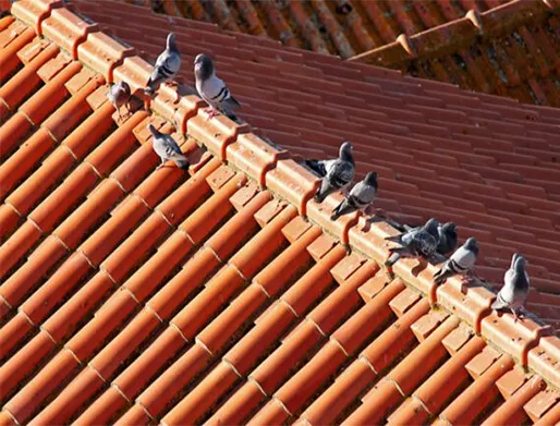 Dedetização de Pombos em Cajamar